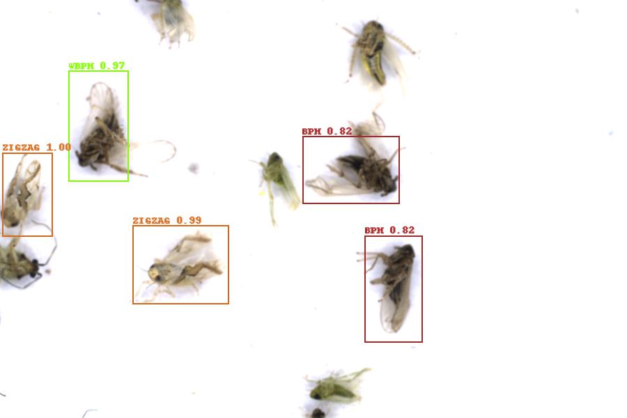 Image 4